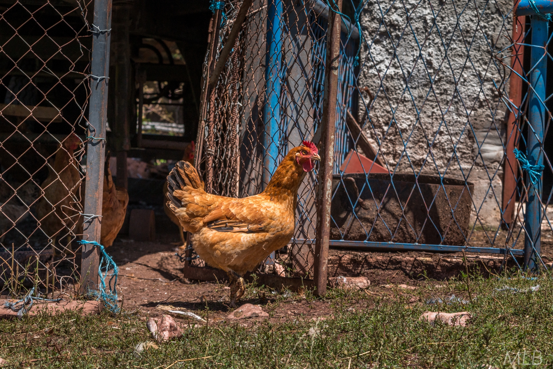 Simpatična galerija koja prikazuje životinjsku farmu na najvišem južnom vrhu Velebita – Crnopcu Simpatična galerija koja prikazuje životinjsku farmu na najvišem južnom vrhu Velebita – Crnopcu
