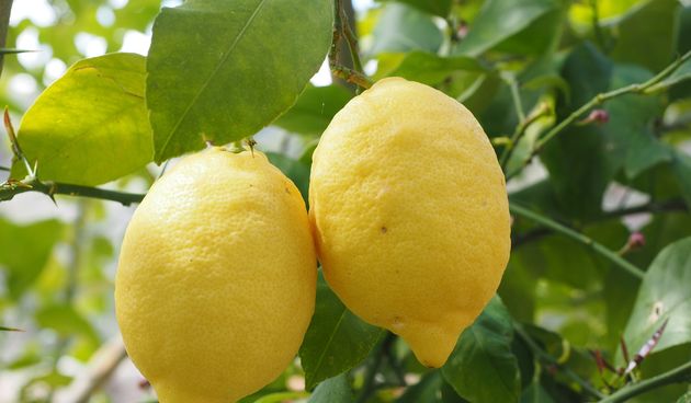 Kada se sadi limun: savjeti za sadnju i uzgoj limuna
