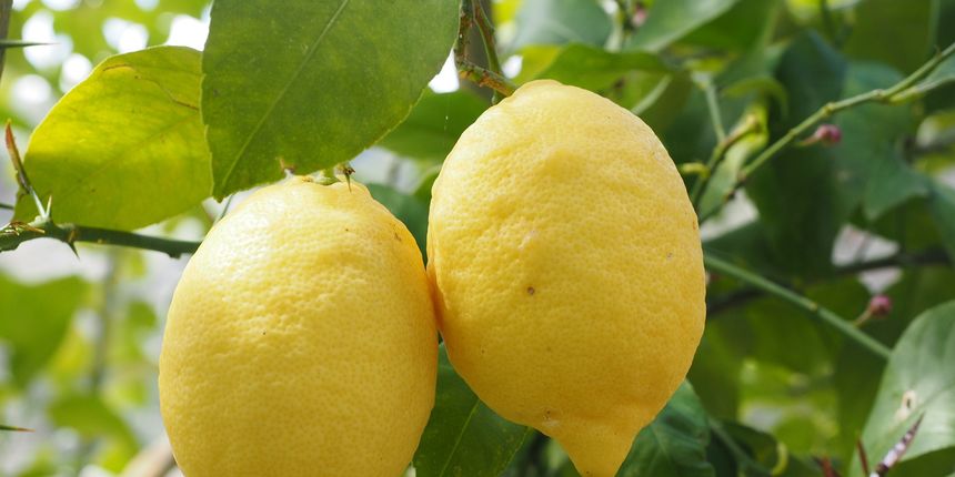 Kada se sadi limun: savjeti za sadnju i uzgoj limuna