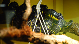 Otvorenje izložbe “Zmije – opasna ljepota”, foto: Iva Perinčić Otvorenje izložbe “Zmije – opasna ljepota”, foto: Iva Perinčić