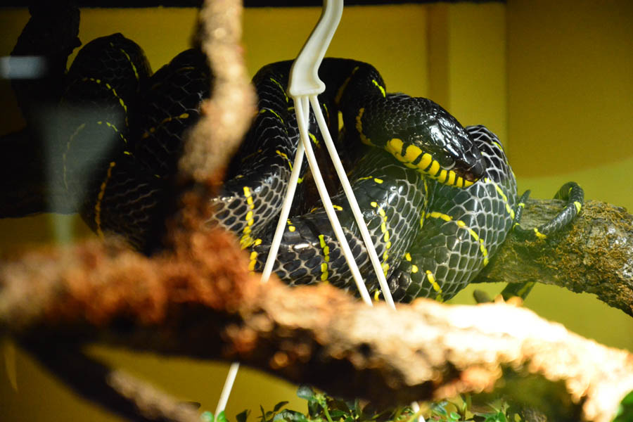 Otvorenje izložbe “Zmije – opasna ljepota”, foto: Iva Perinčić Otvorenje izložbe “Zmije – opasna ljepota”, foto: Iva Perinčić