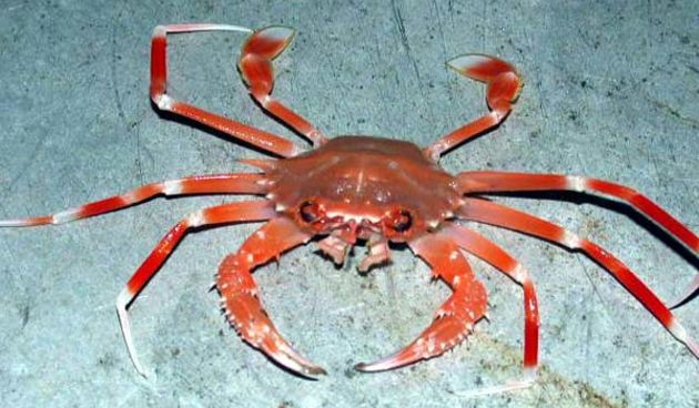 Rak ( foto: oceanexplorer)