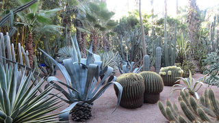 Skitnja Casablancom, foto: Pero Šindija