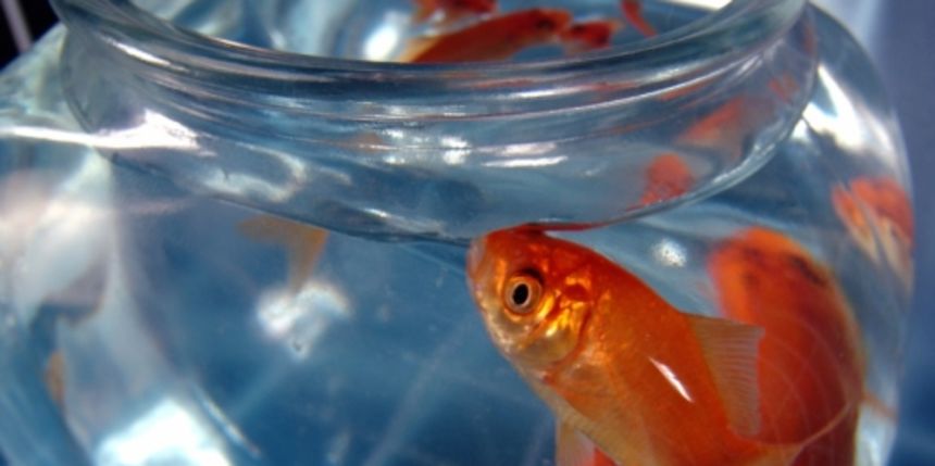 zlatne ribice zlatne ribice