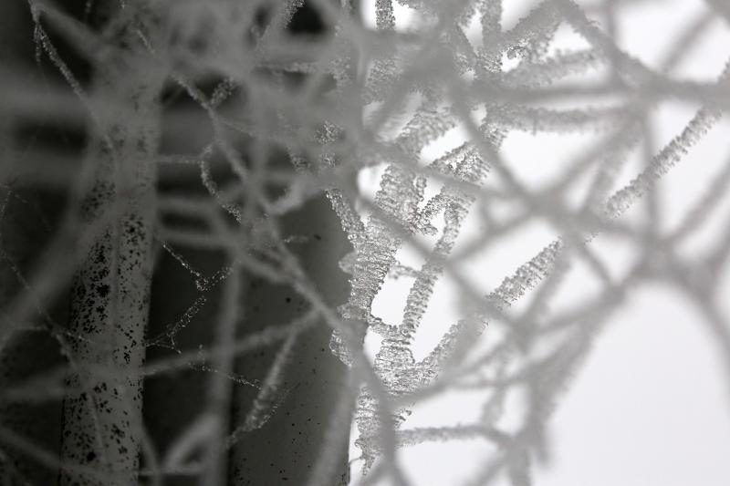 Zbog jutarnjih temperatura u minusu raslinje na kontinentu je prekriveno injem