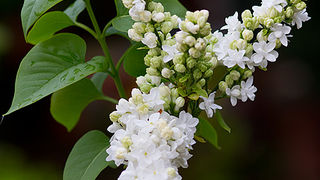 Priroda, cvijece, livada, sparoge, foto: Leo Banic