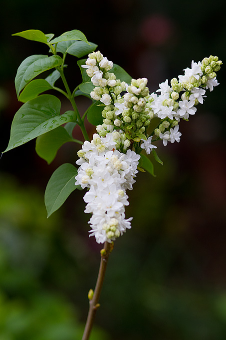 Priroda, cvijece, livada, sparoge, foto: Leo Banic
