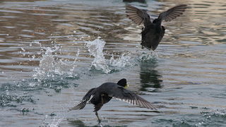 Liske u uvali Bregdetti