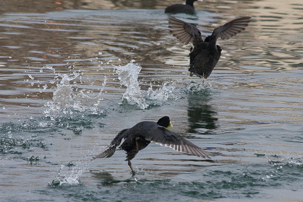 Liske u uvali Bregdetti