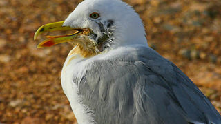 Moj galebe by Leo Banić