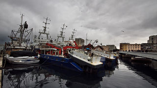 Ribarice u zadarskoj luci, Foto: Leo Banić