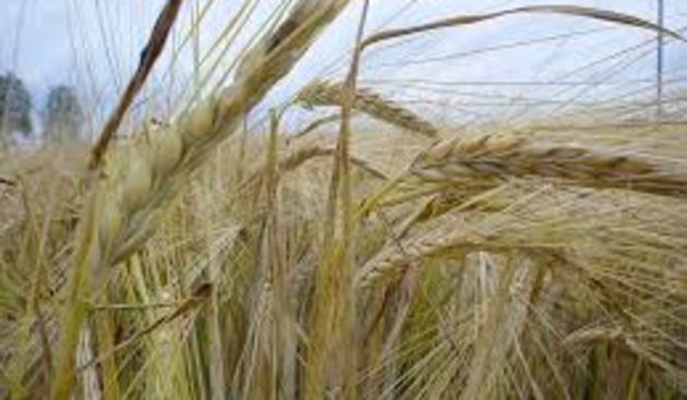 jecam, foto:besplatne-slike.net