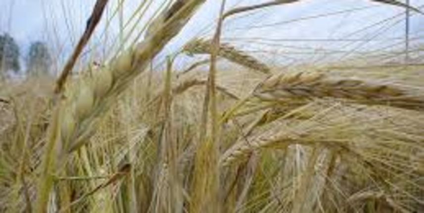 jecam, foto:besplatne-slike.net jecam, foto:besplatne-slike.net