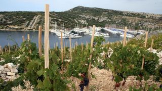 Primošten. Počela berba grožđa od kojeg se pravi svjetski poznato vino Babić. Photo: Duško Jaramaz/PIXSELL Primošten. Počela berba grožđa od kojeg se pravi svjetski poznato vino Babić. Photo: Duško Jaramaz/PIXSELL