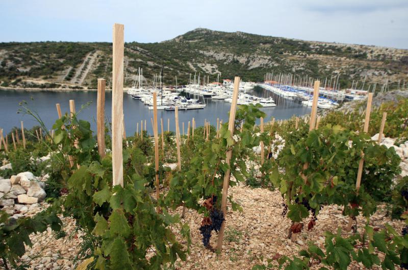Primošten. Počela berba grožđa od kojeg se pravi svjetski poznato vino Babić. Photo: Duško Jaramaz/PIXSELL Primošten. Počela berba grožđa od kojeg se pravi svjetski poznato vino Babić. Photo: Duško Jaramaz/PIXSELL