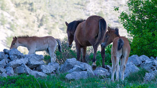 Velebitski divlji konji, Foto: Leo Banić