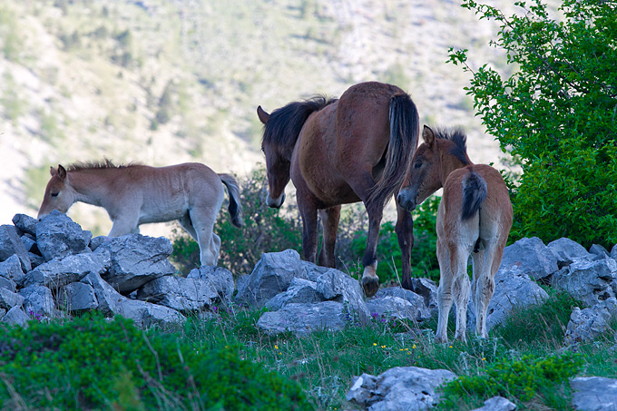 Velebitski divlji konji, Foto: Leo Banić