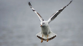 Zadarski let galebova (foto:Saša Čuka)