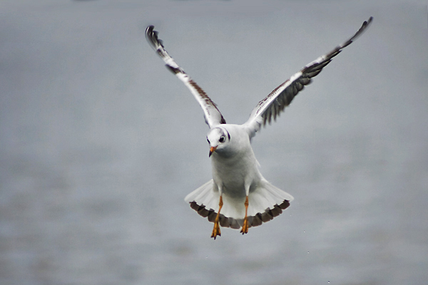Zadarski let galebova (foto:Saša Čuka)