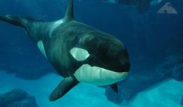 Aktivisti se bore protiv zabavnih programa s orkama, foto: znanje.org