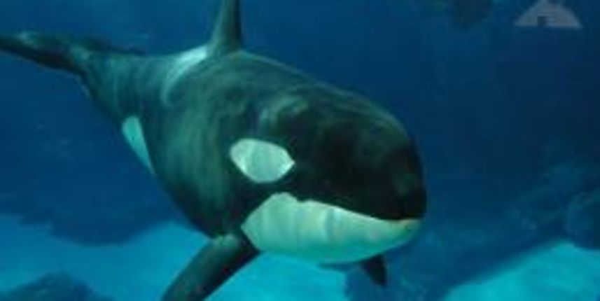 Aktivisti se bore protiv zabavnih programa s orkama, foto: znanje.org Aktivisti se bore protiv zabavnih programa s orkama, foto: znanje.org