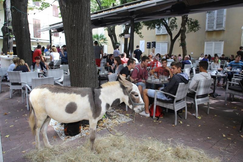 Građani od podneva uživaju u Varoškoj fešti, foto: Filip Brala/PIXSELL Građani od podneva uživaju u Varoškoj fešti, foto: Filip Brala/PIXSELL