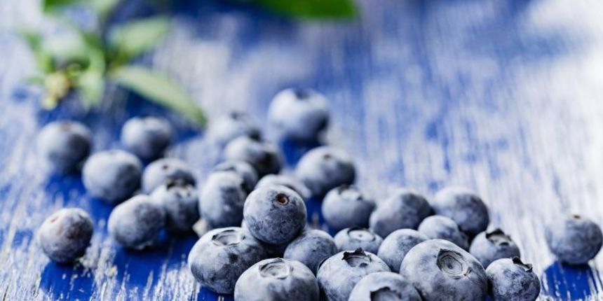 Zrele borovnice. Plodovi borovnice su veoma hranjivi, jer su bogati zeljezom i vitaminima. Najcesce se koristi za spravljanje cajeva, sokova i marmelada Zrele borovnice. Plodovi borovnice su veoma hranjivi, jer su bogati zeljezom i vitaminima. Najcesce se koristi za spravljanje cajeva, sokova i marmelada