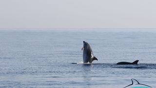 Razigrani dupini na Kornatima i kod Dugog otoka