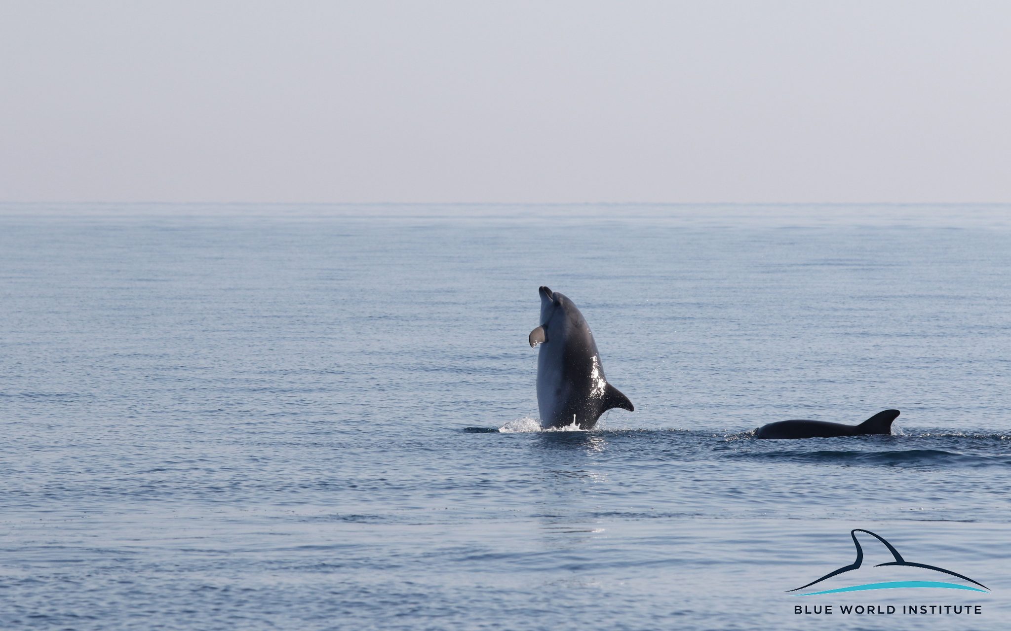 Razigrani dupini na Kornatima i kod Dugog otoka
