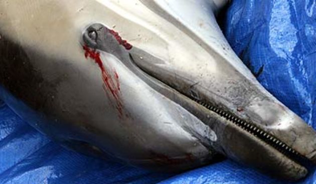 Mrtvi dupin (Foto: greenpeace.com)