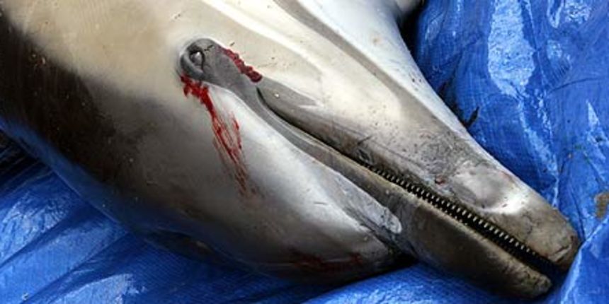 Mrtvi dupin (Foto: greenpeace.com) Mrtvi dupin (Foto: greenpeace.com)