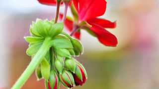 Pogledajte cvijetne fantazije na 53. Floraartu