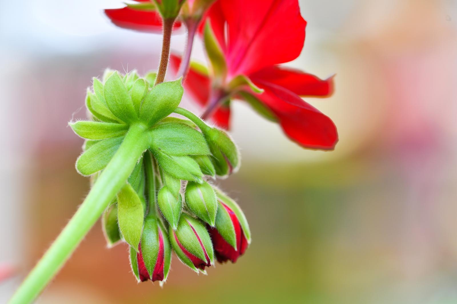 Pogledajte cvijetne fantazije na 53. Floraartu