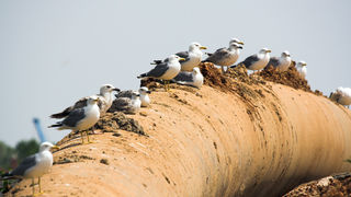 Image 1201625 (auto)