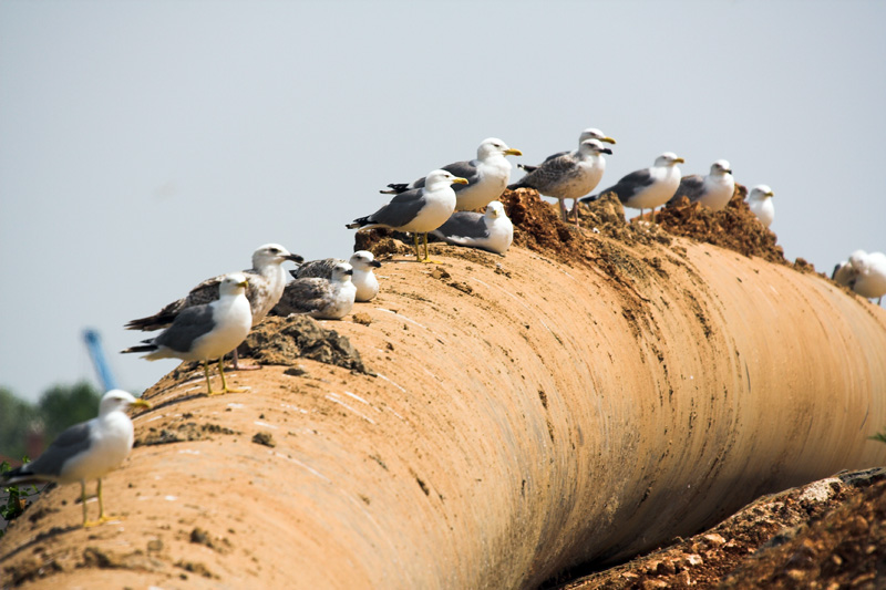 Image 1201625 (auto)