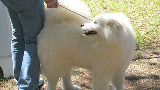 Image 1171099 (auto)