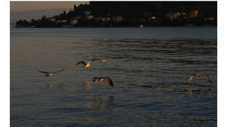 Image 1194621 (auto)