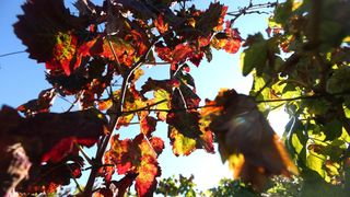 Boje jeseni u vinogradu Boje jeseni u vinogradu