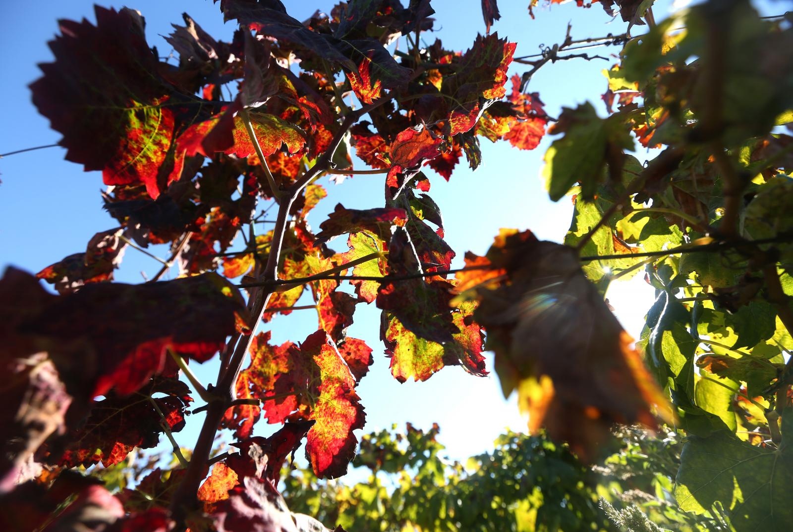 Boje jeseni u vinogradu Boje jeseni u vinogradu