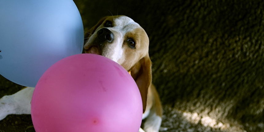 Kucni ljubimci Kucni ljubimci