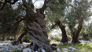 U Vrtovima lunjskih maslina održana 12. Lunjska maslinada. Foto: Vinko Pešić