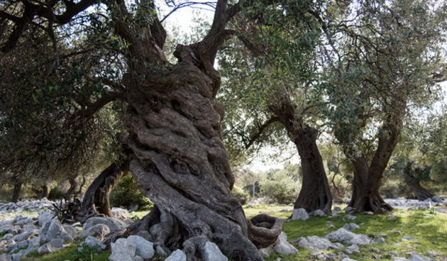 U Vrtovima lunjskih maslina održana 12. Lunjska maslinada. Foto: Vinko Pešić