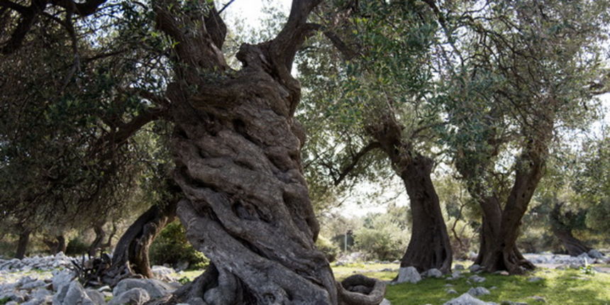U Vrtovima lunjskih maslina održana 12. Lunjska maslinada. Foto: Vinko Pešić