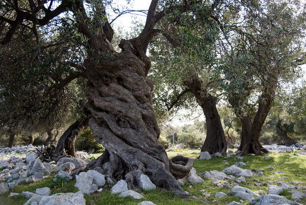 U Vrtovima lunjskih maslina održana 12. Lunjska maslinada. Foto: Vinko Pešić