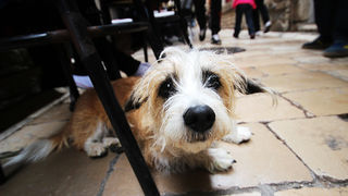 Subotnji šušur u gradu 27. travnja 2013. Foto: Mia Čop Subotnji šušur u gradu 27. travnja 2013. Foto: Mia Čop