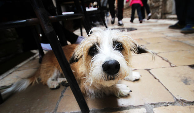 Subotnji šušur u gradu 27. travnja 2013.  Foto: Mia Čop