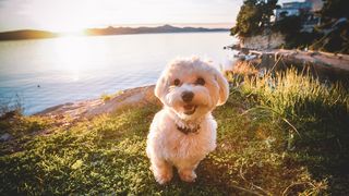 Đir po gradu, 22. siječnja 2016., foto: Iva Perinčić Đir po gradu, 22. siječnja 2016., foto: Iva Perinčić