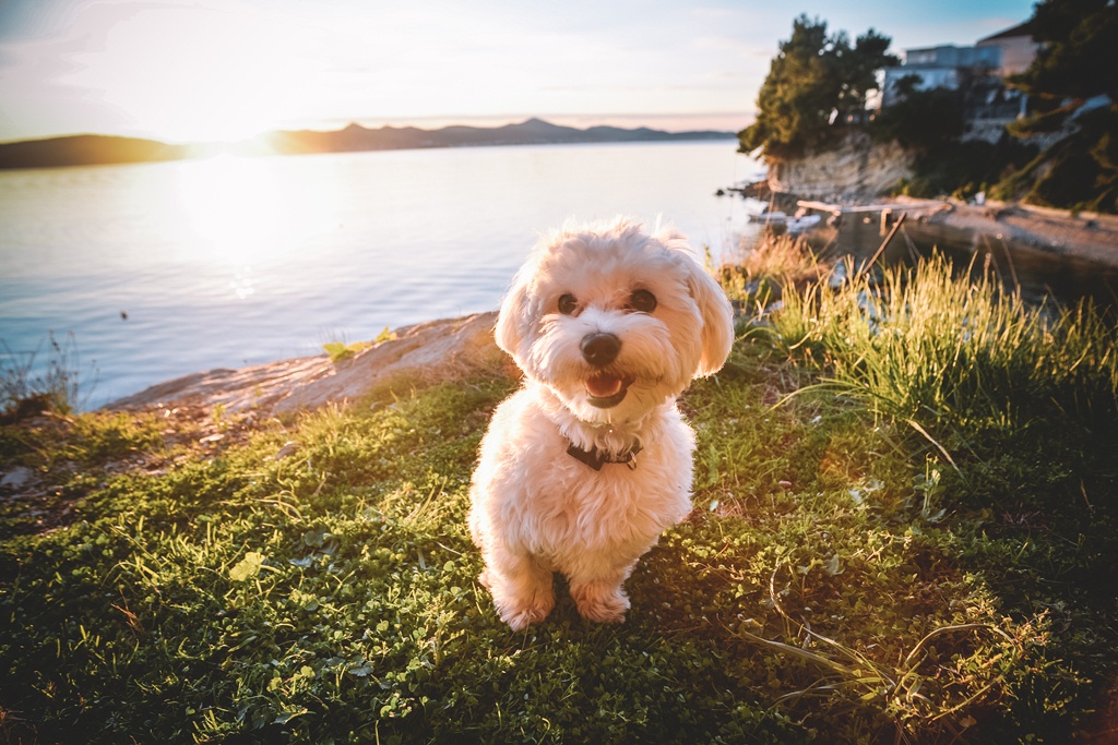 Đir po gradu, 22. siječnja 2016., foto: Iva Perinčić Đir po gradu, 22. siječnja 2016., foto: Iva Perinčić