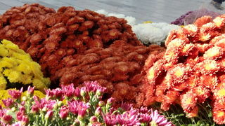 Gradska trznica uoci dana mrtvih, Foto: Mia Knezevic