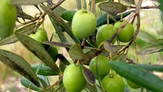 Image 1191189 (auto)